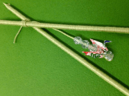 Screen Shot 2015-11-10 at 9.06.17 AM